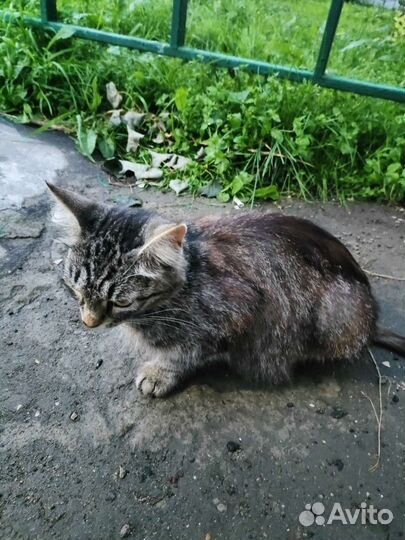 Кошка в дар