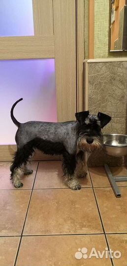 Тримминг шнауцера