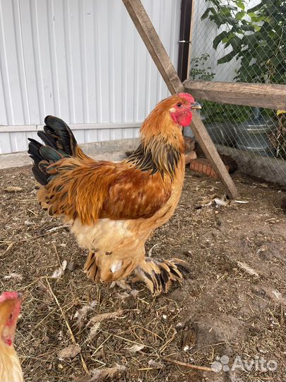 Петух Брама