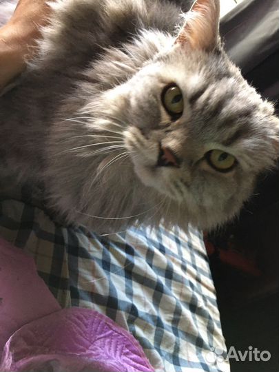 Котик Мартин 13 лет шотландец