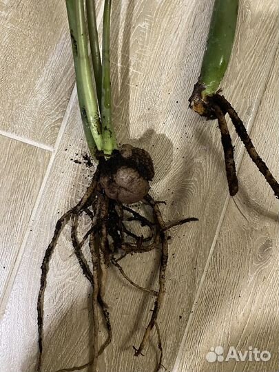 Замиокулькас