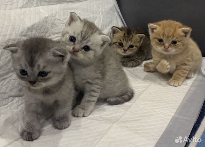 Шотландские котята