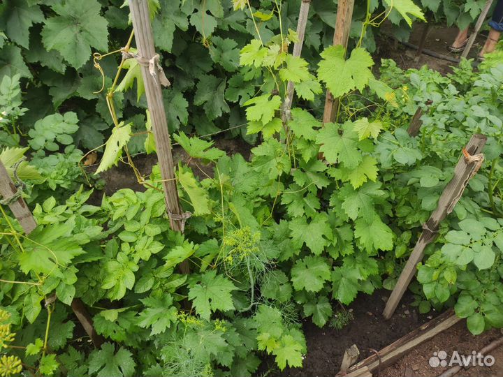 Черенки виноград (супер экстра, красотка ) 2-летки