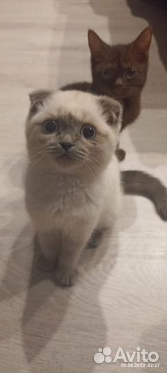 Котята