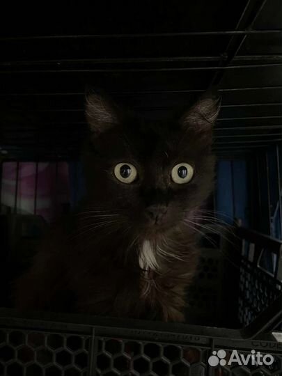 Кошка Ночка