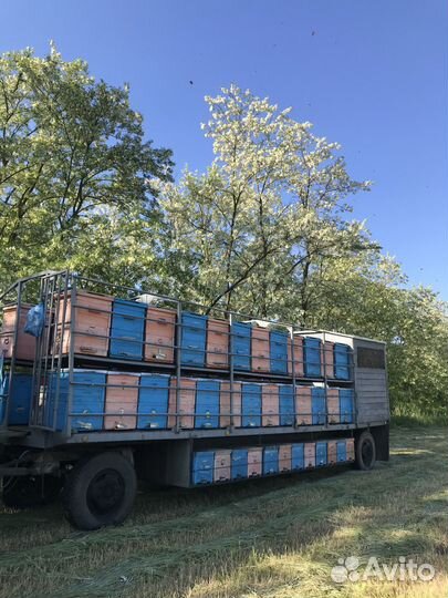 Пчелоприцеп