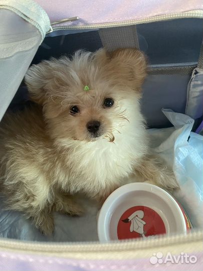 Померанский шпиц