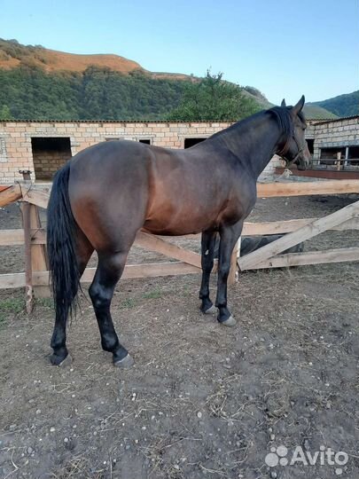 Жеребец самоход