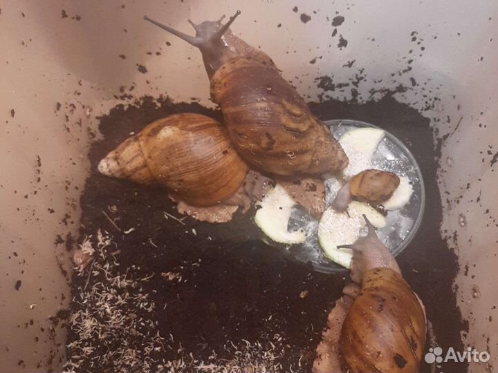 Улитка архахатина овум