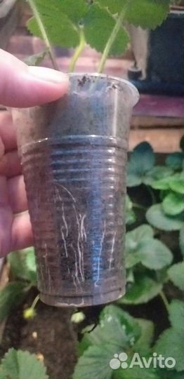 Рассада ремонтантной клубники осенняя забава