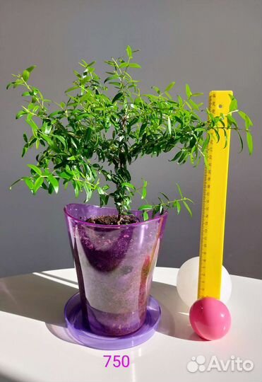 Мирт Миртовое дерево