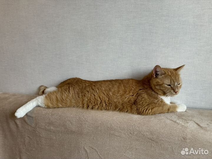 Передержка животных