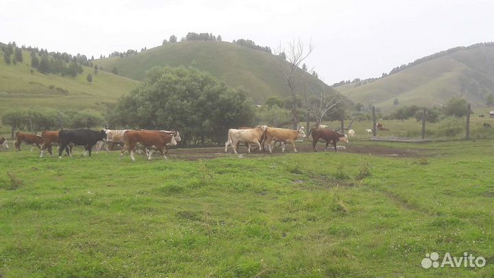 Крс телки-нетели