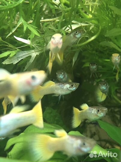 Аквариумная рыба