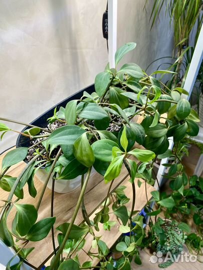 Пеперомия перескиелистная