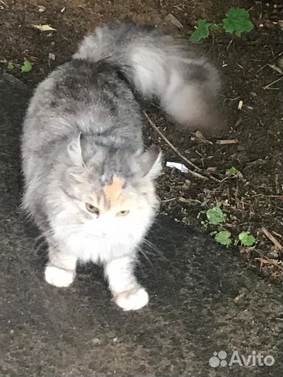 Кошки в добрые руки