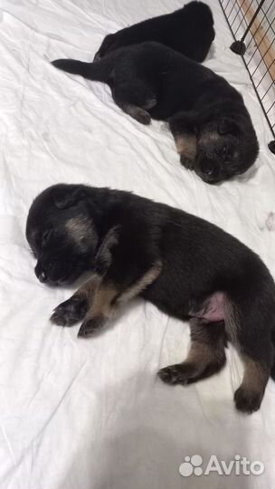 Щенки немецкой овчарки