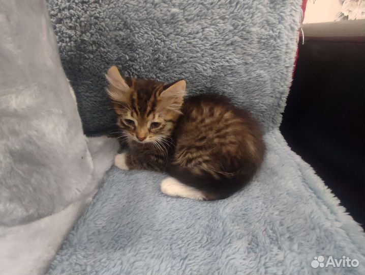 Котенок