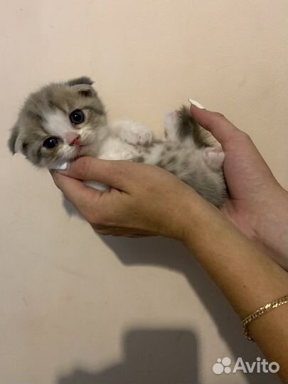 Шотландская