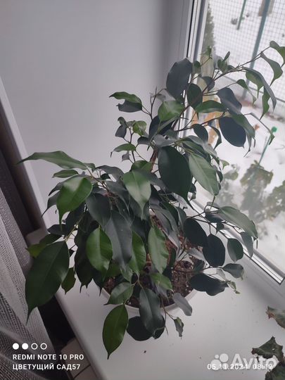 Фикус бенджамина