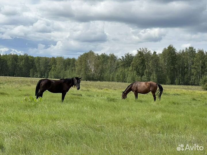 Продам лошадей
