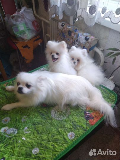 Девочки Померашки