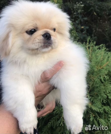 Щенки пекинеса