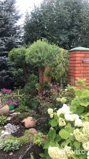 Плетеная пальма из ивы