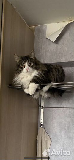 Кот ищет дом