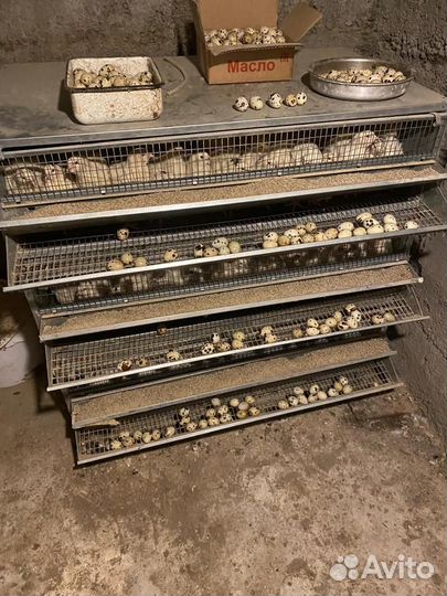 Яйца перепелиные домашние