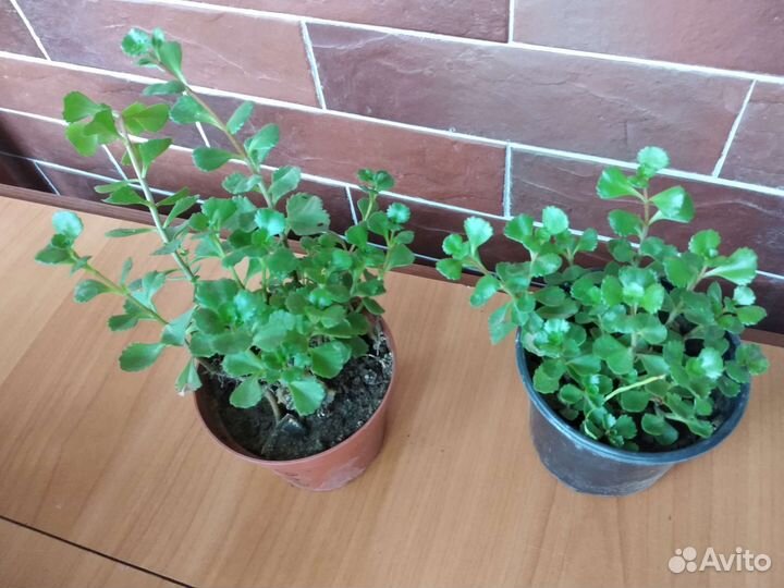 Почвопокровный очиток