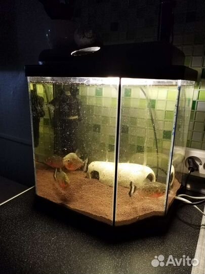 Аквариум
