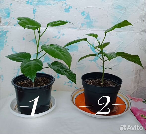 Гибискус комнатный (два вида)