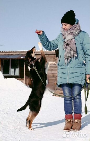 Стеша ищет дом