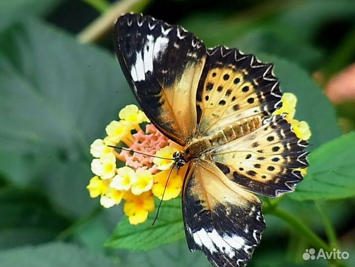 Живые бабочки т/б-11