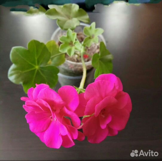 Пеларгония ice rose