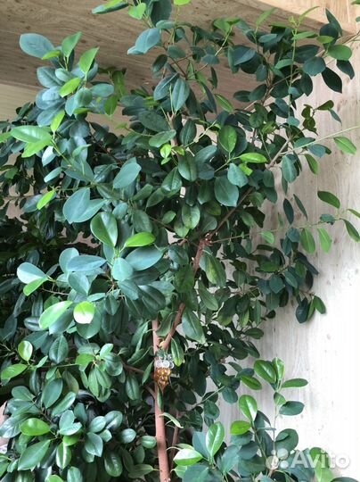Фикус микрокарпа