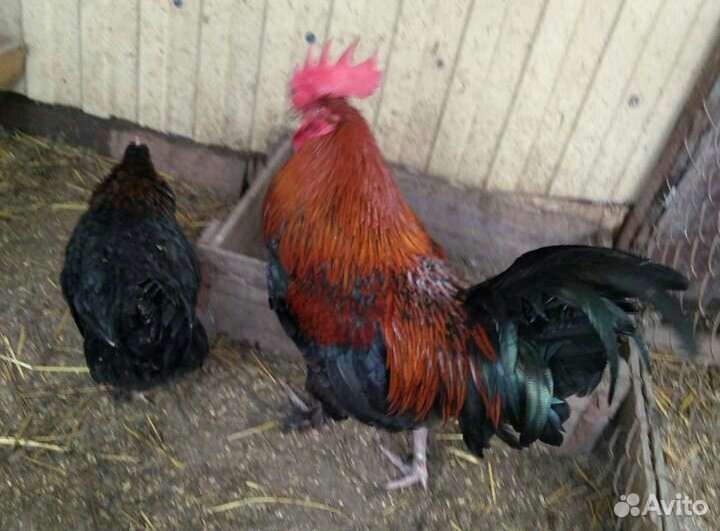 Инкубационное яйцо Марана черномедного