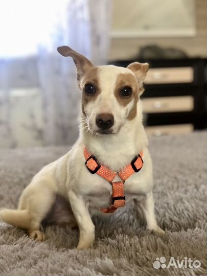 Маленькая собачка в дар