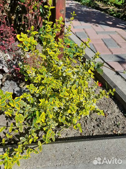 Растения для сада