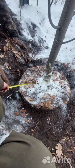 Посадка деревьев сосна ель итд