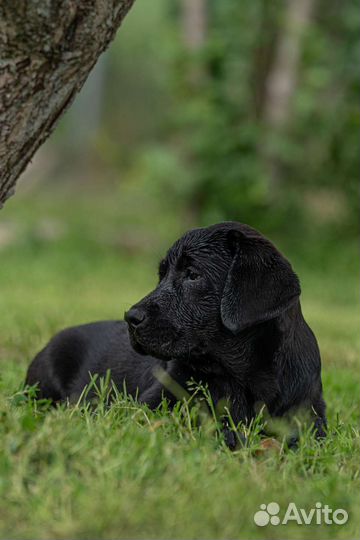 Лабрадор, черная девочка РКФ