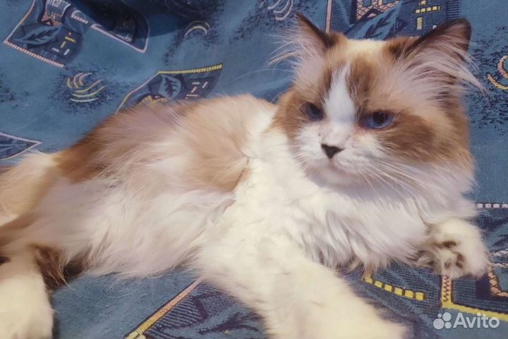 Кошка Сонечка