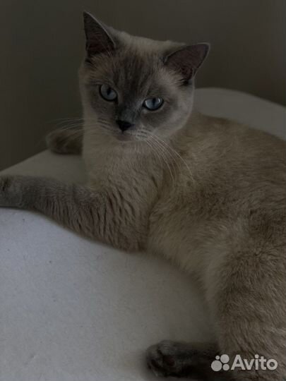 Кошки в добрые руки