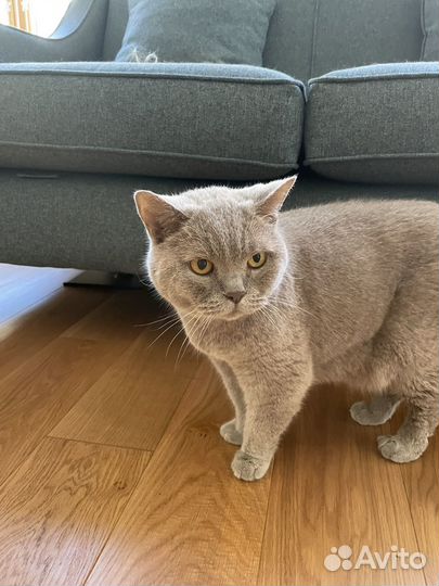 Британские домашние кошки в хорошие руки