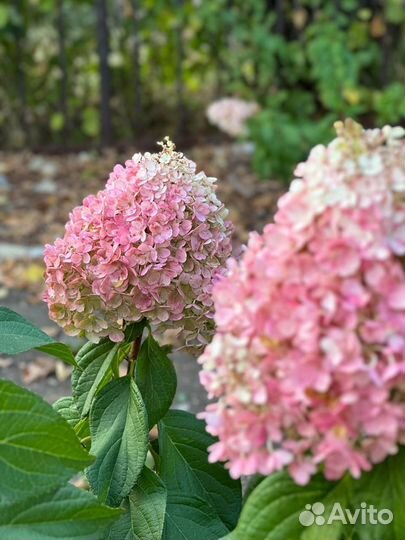 Гортензия метельчатая