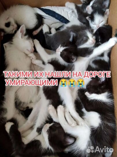 Котята в добрые руки