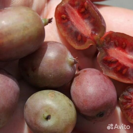 Актинидия аргута (киви) - набор №1