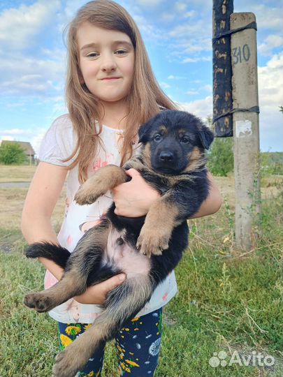 Щенки немецкой овчарки