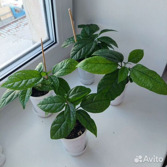 Клеродендрум томпсон